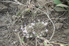 Lepidagathis cristata